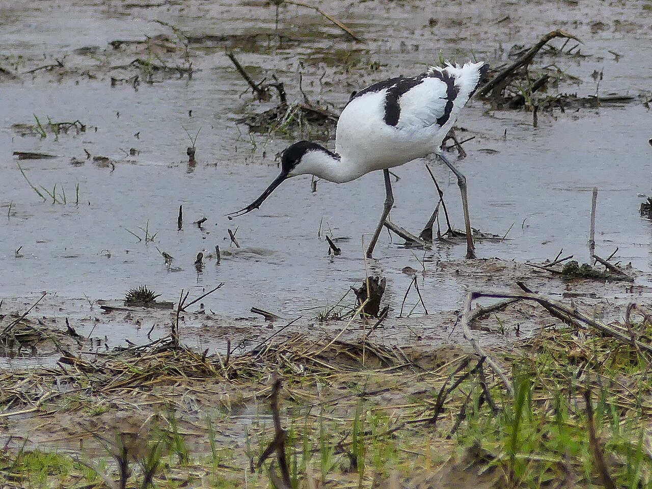 A pied avocet sweeping its upcurved bill through shallow muddy water