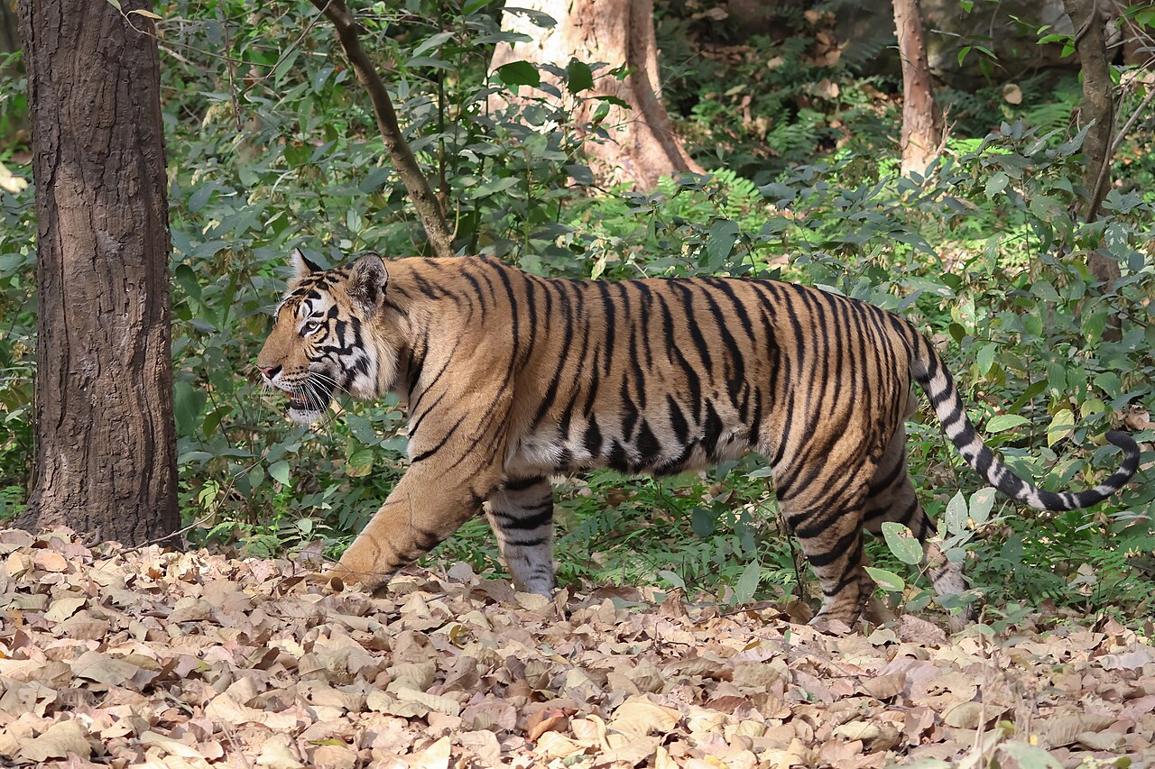 Wild Bengal tiger walking through forest in Bandhavgarh National Park, India