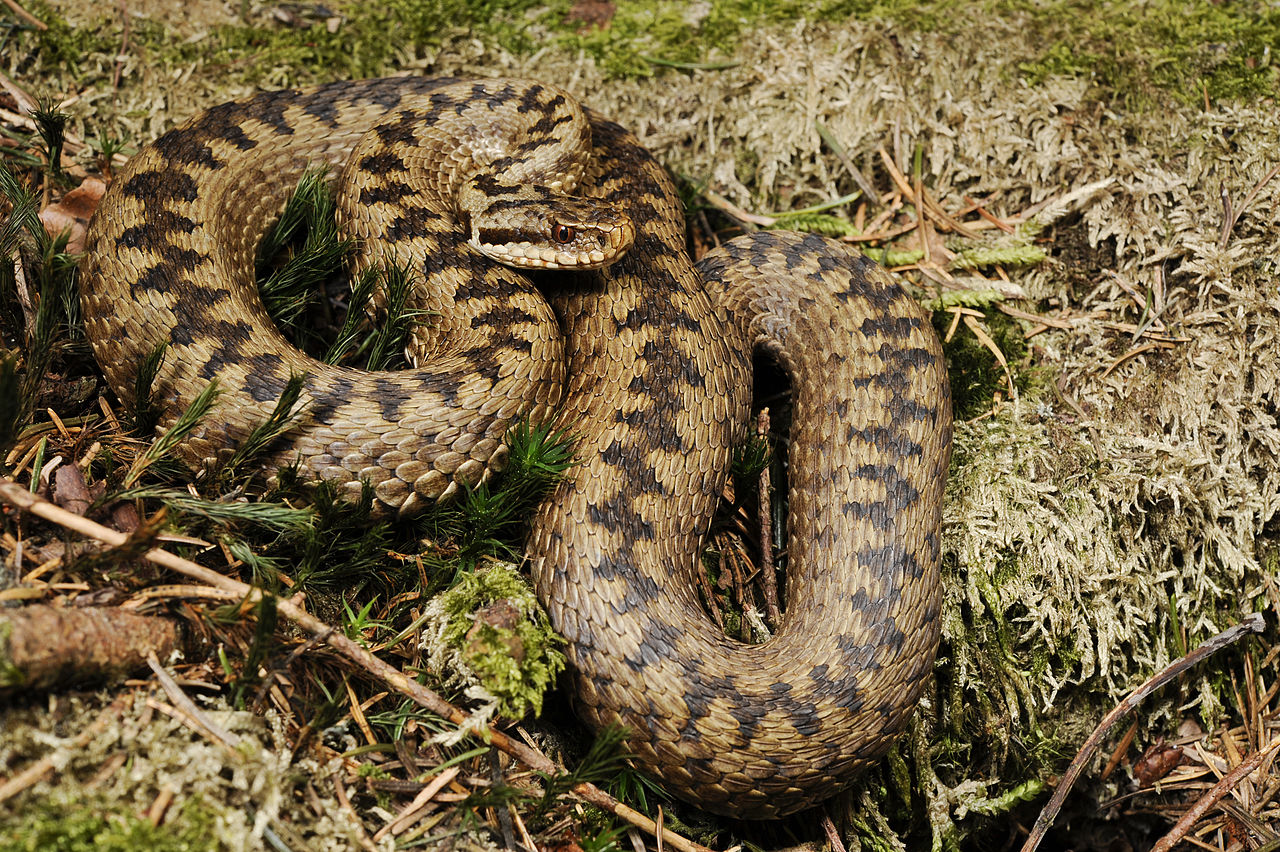European adder coiled on forest floor