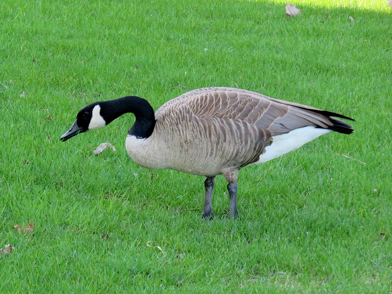 Canada goose standing on grass at Île Paton in Laval, Quebec