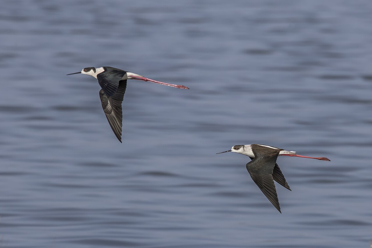 Two black-winged stilts flying over water