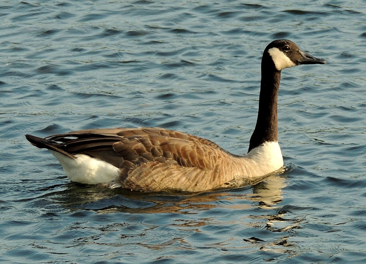 Canada goose swimming in Lake George, Michigan
