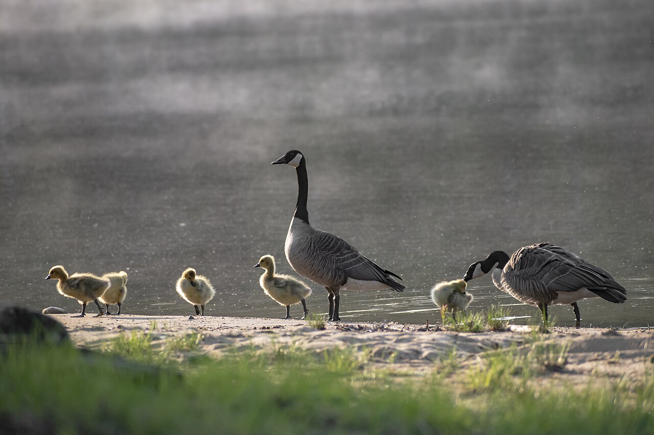 Canada goose family with goslings on a shoreline in Ontario