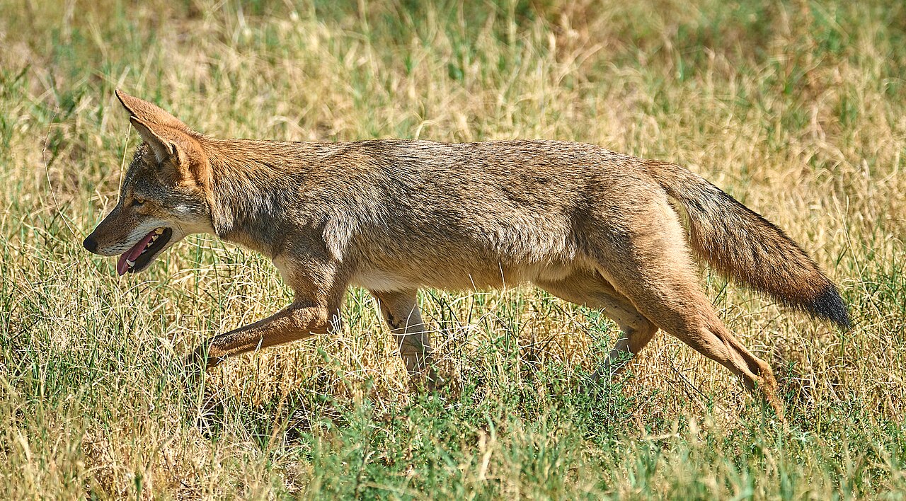 Coyote moving through dry grass in southern Arizona