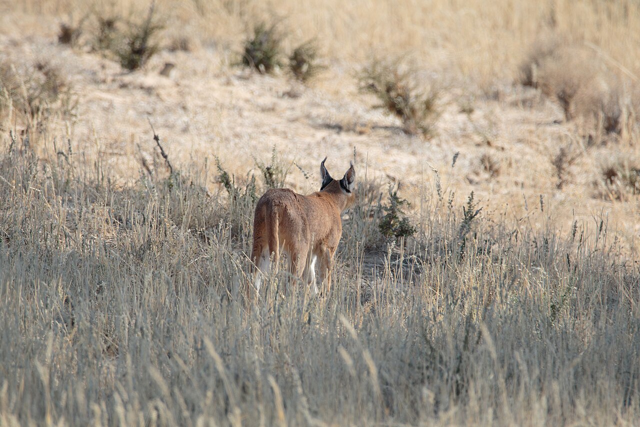 Wild caracal walking in Kgalagadi Transfrontier Park