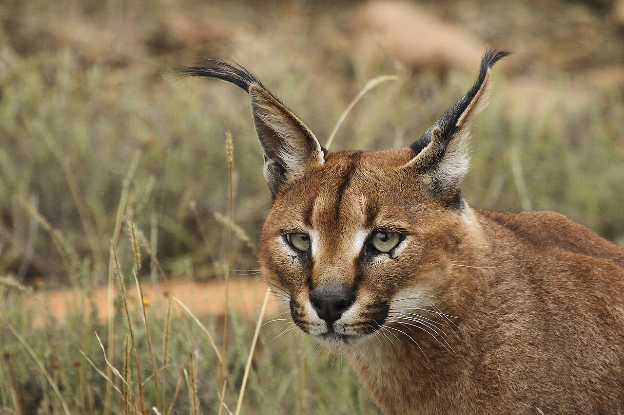 Wild caracal in Mountain Zebra National Park, Eastern Cape, South Africa