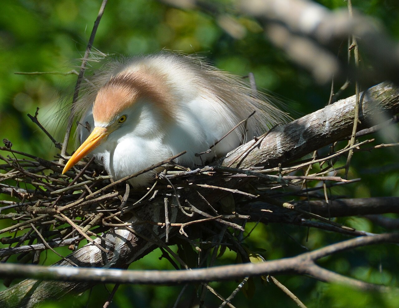 Western cattle egret in breeding plumage sitting on a stick nest