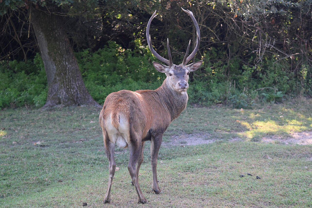 Adult male Mesola red deer in Bosco della Mesola, Italy