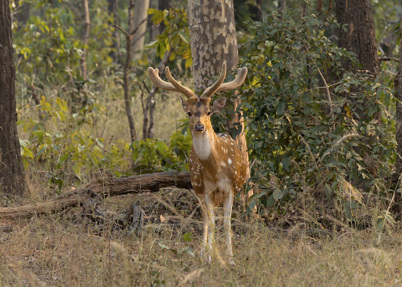 Chital in Sanjay Dubri Tiger Reserve, Madhya Pradesh, India