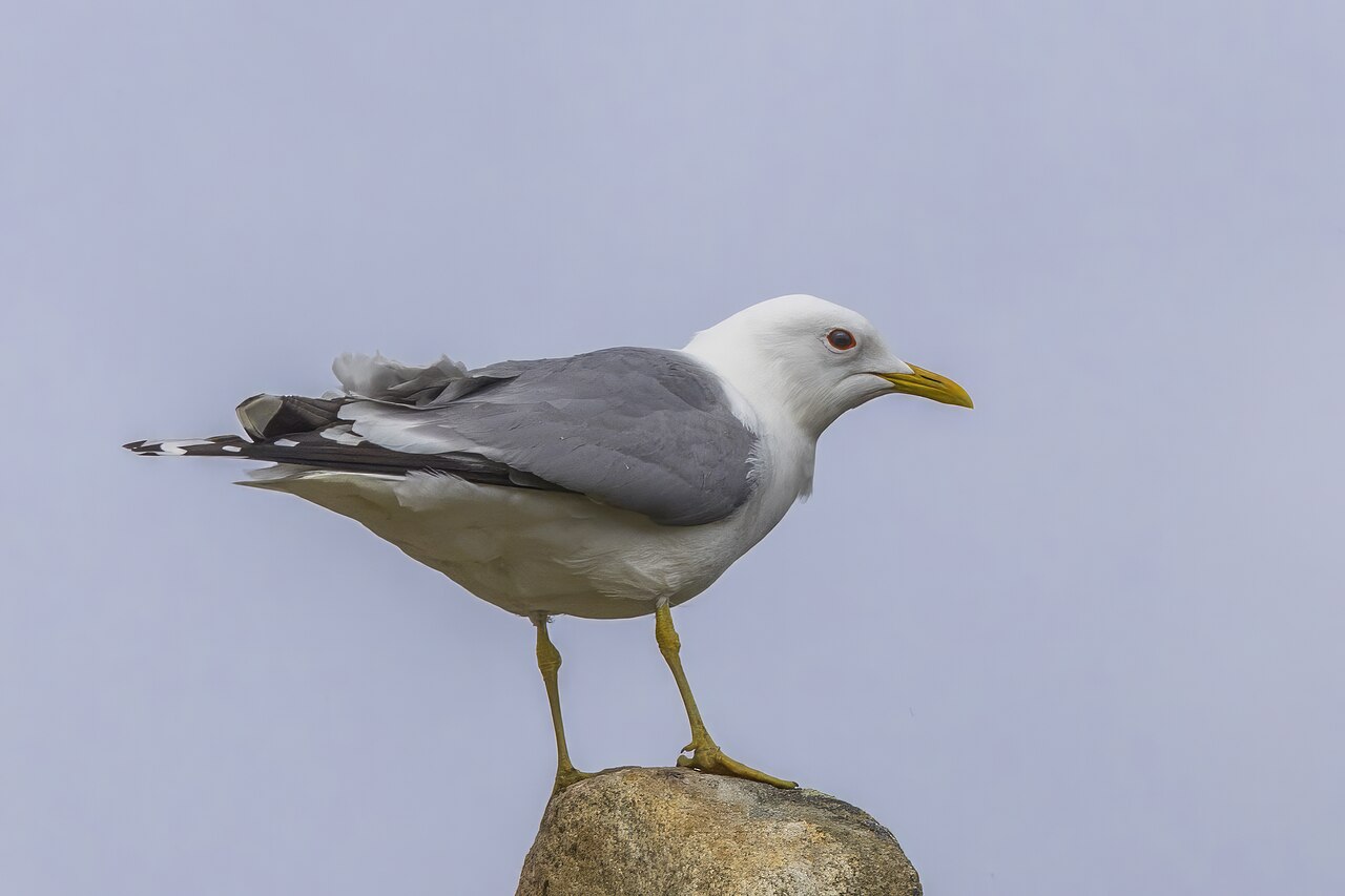 Adult common gull in breeding plumage standing on a rock