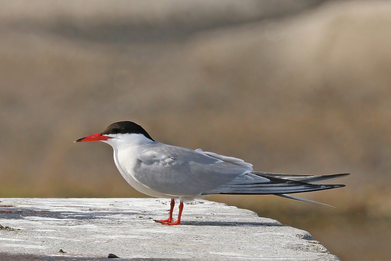Common tern standing on a rock