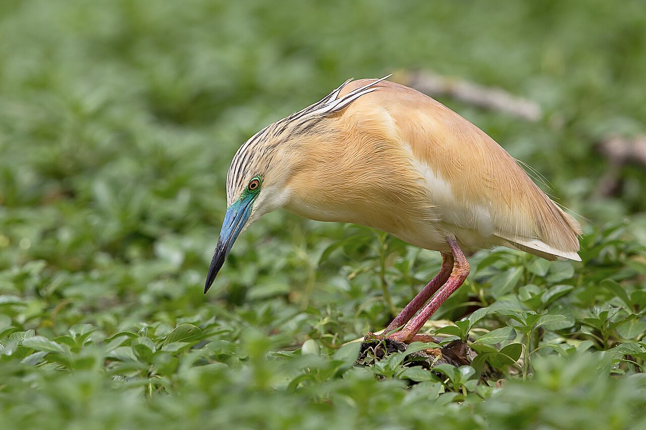 A squacco heron in breeding plumage standing among wetland vegetation