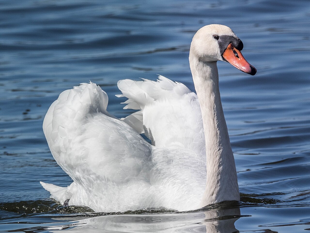 Mute swan swimming on blue water