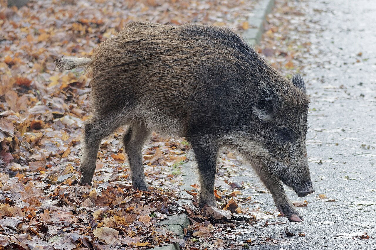 Wild boar walking beside a path in Kraków, Poland
