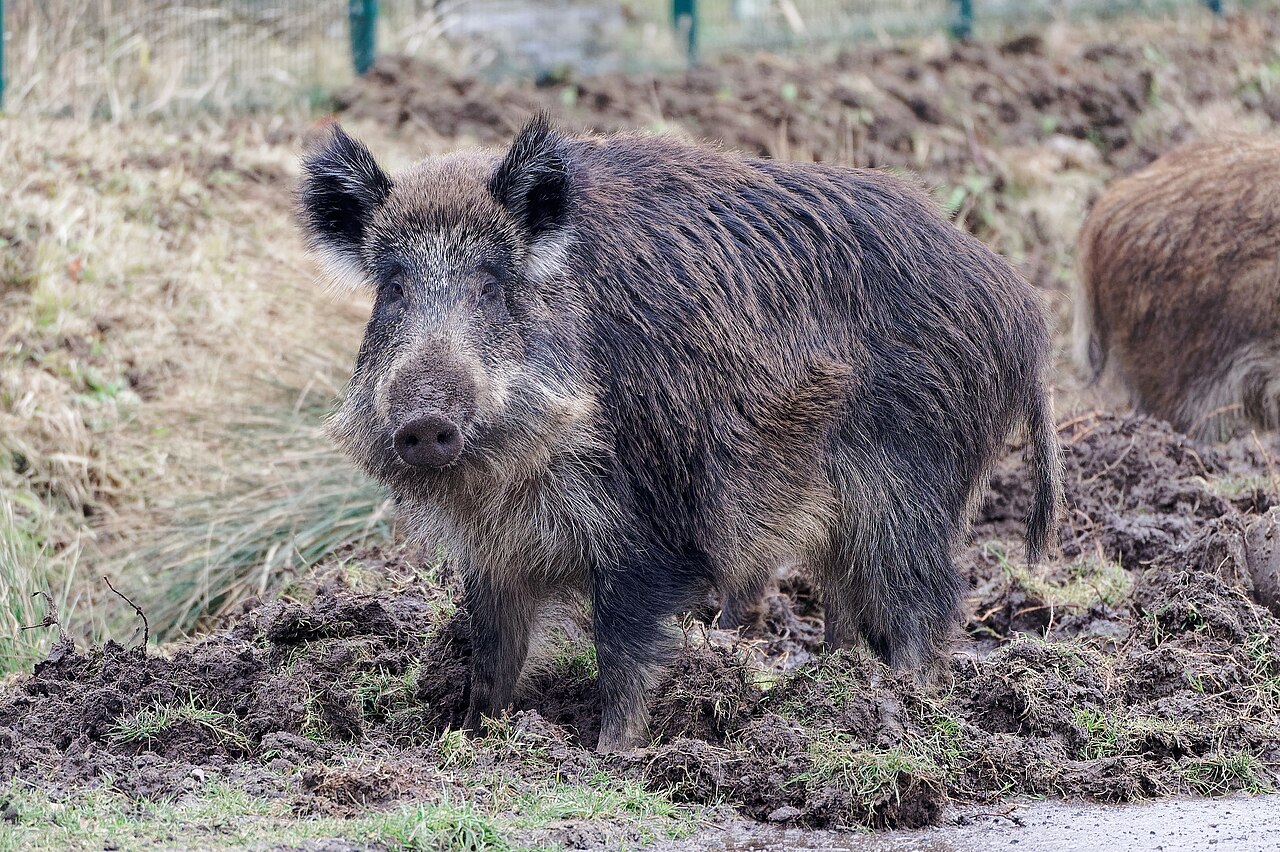 Wild boar standing near a street in Kraków, Poland