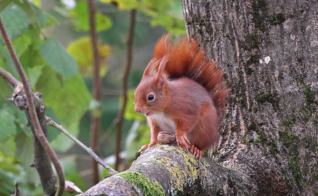 Eurasian red squirrel in France