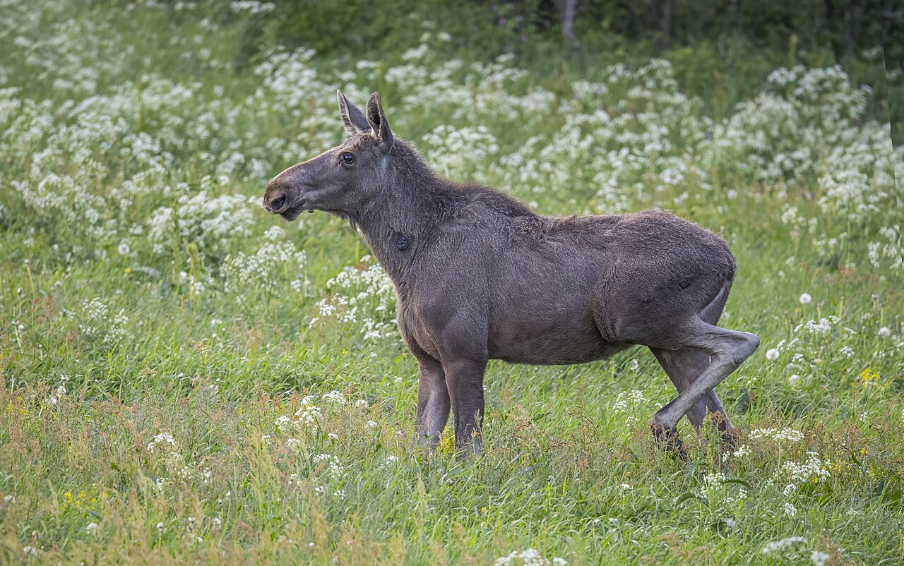 Wild female moose near Oppdal, Norway