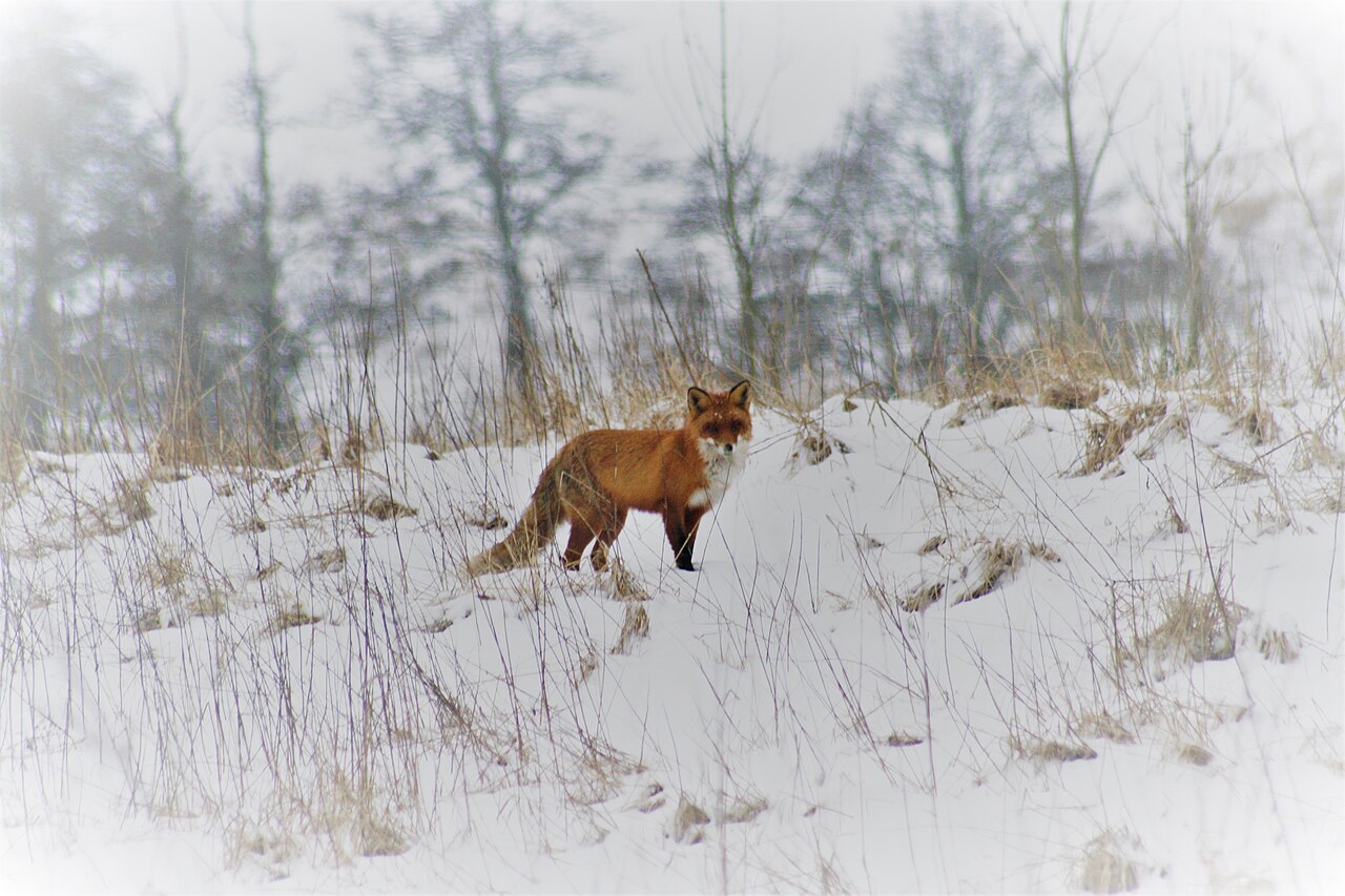 Red fox in a snowy natural area in Sweden