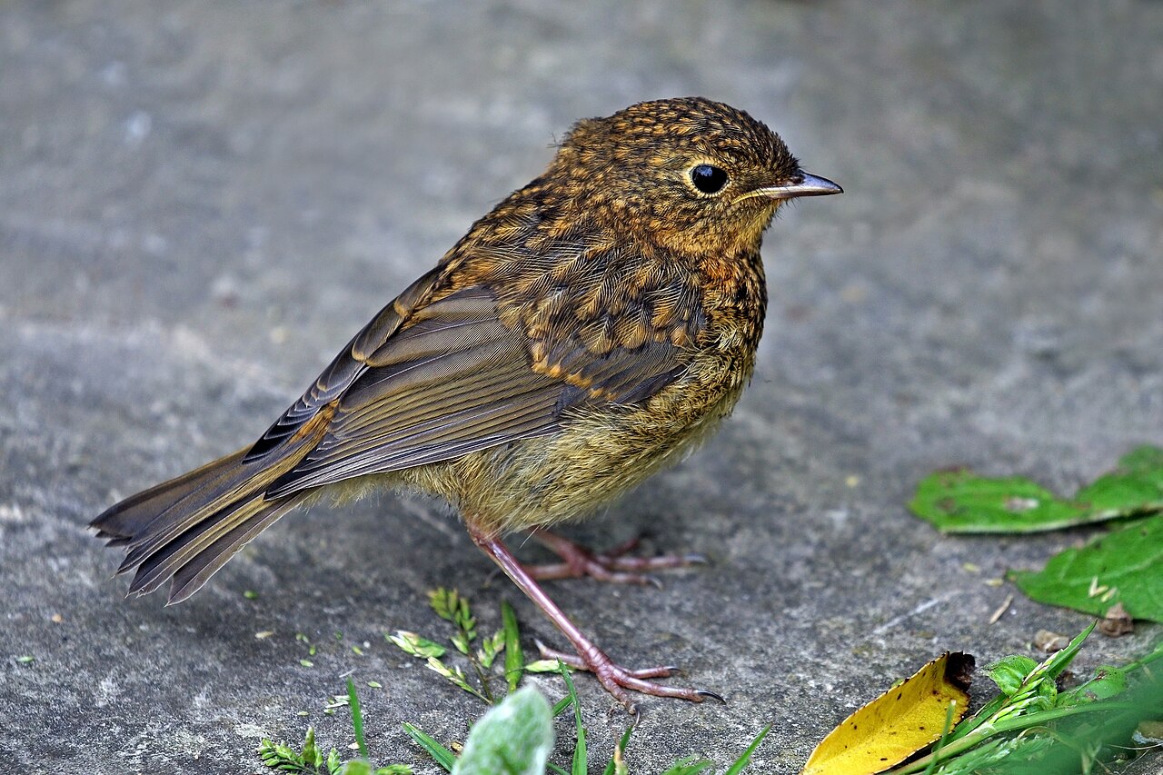 Juvenile European robin showing mottled first-year plumage
