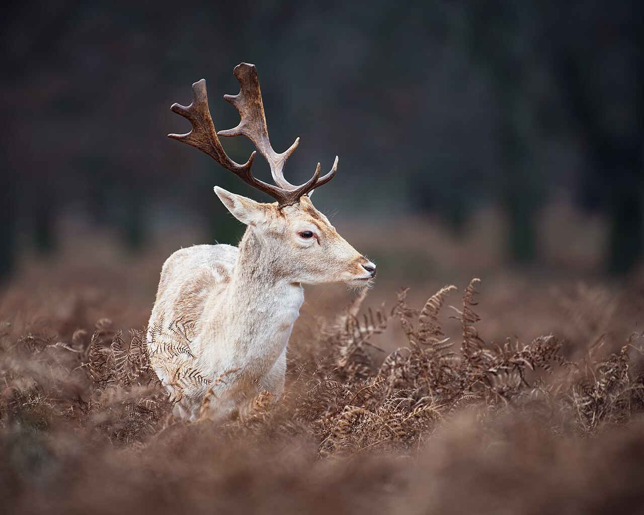 European fallow deer standing among winter bracken in Richmond Park, London