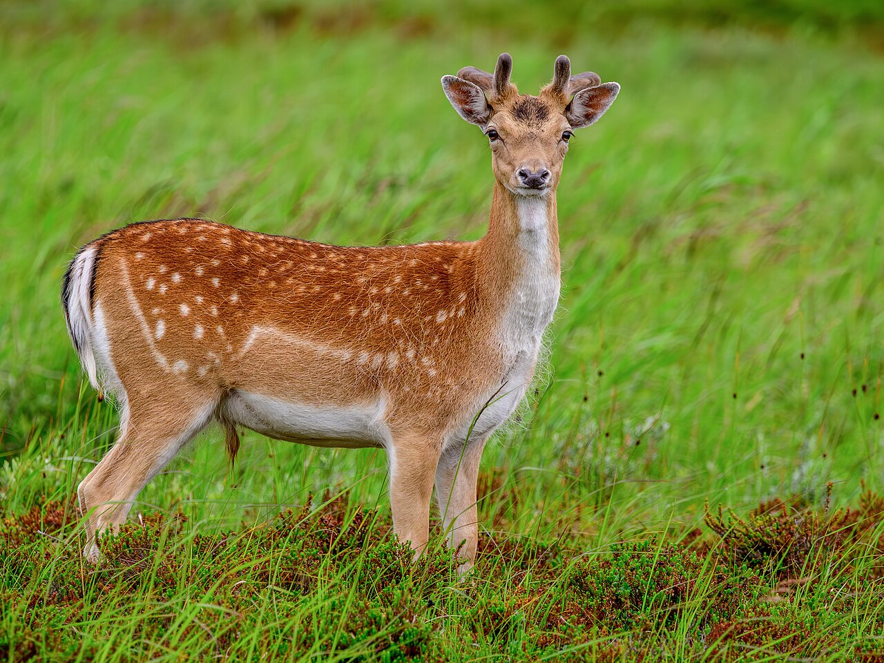 European fallow deer standing in dune grass on Norderney, Germany