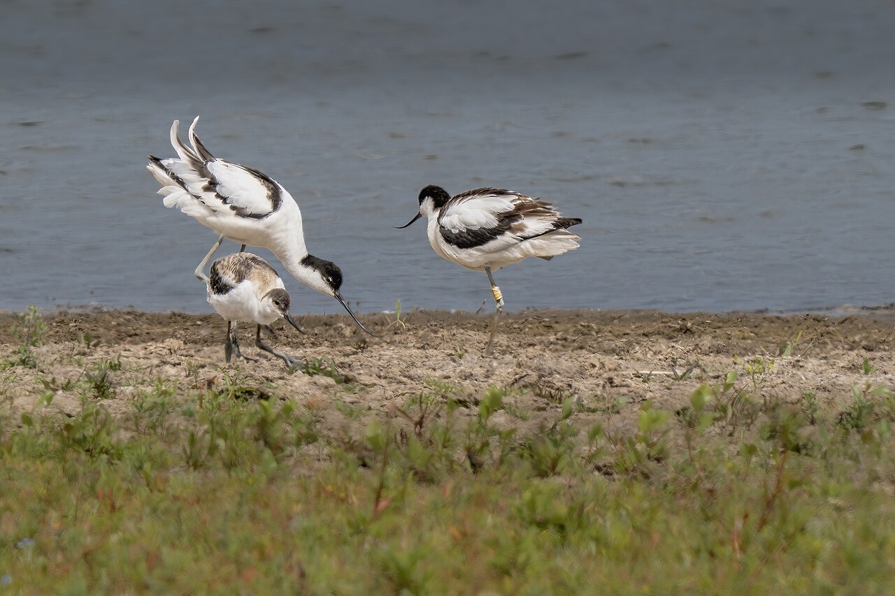 Two adult pied avocets and a juvenile beside shallow water