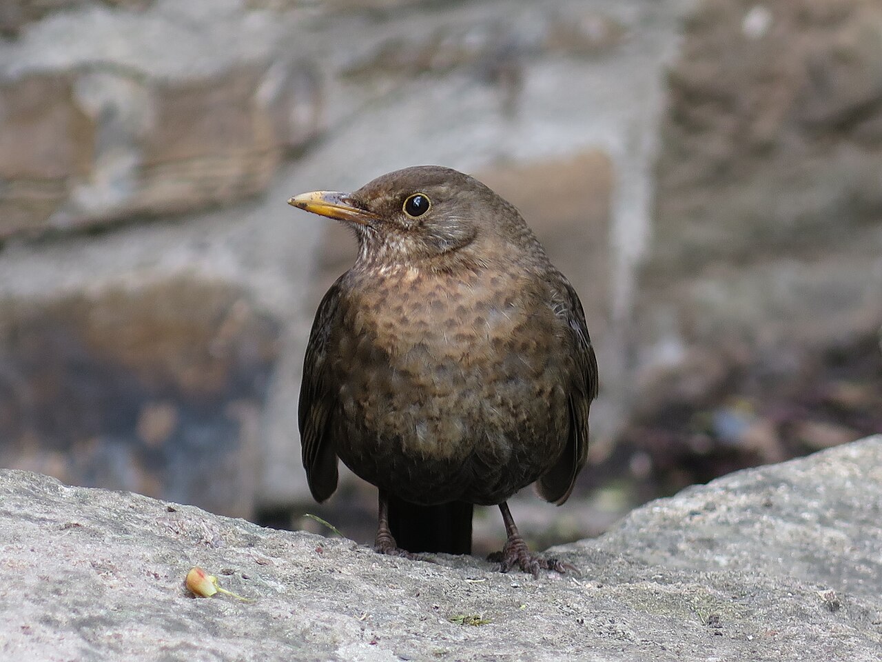 Female Eurasian Blackbird