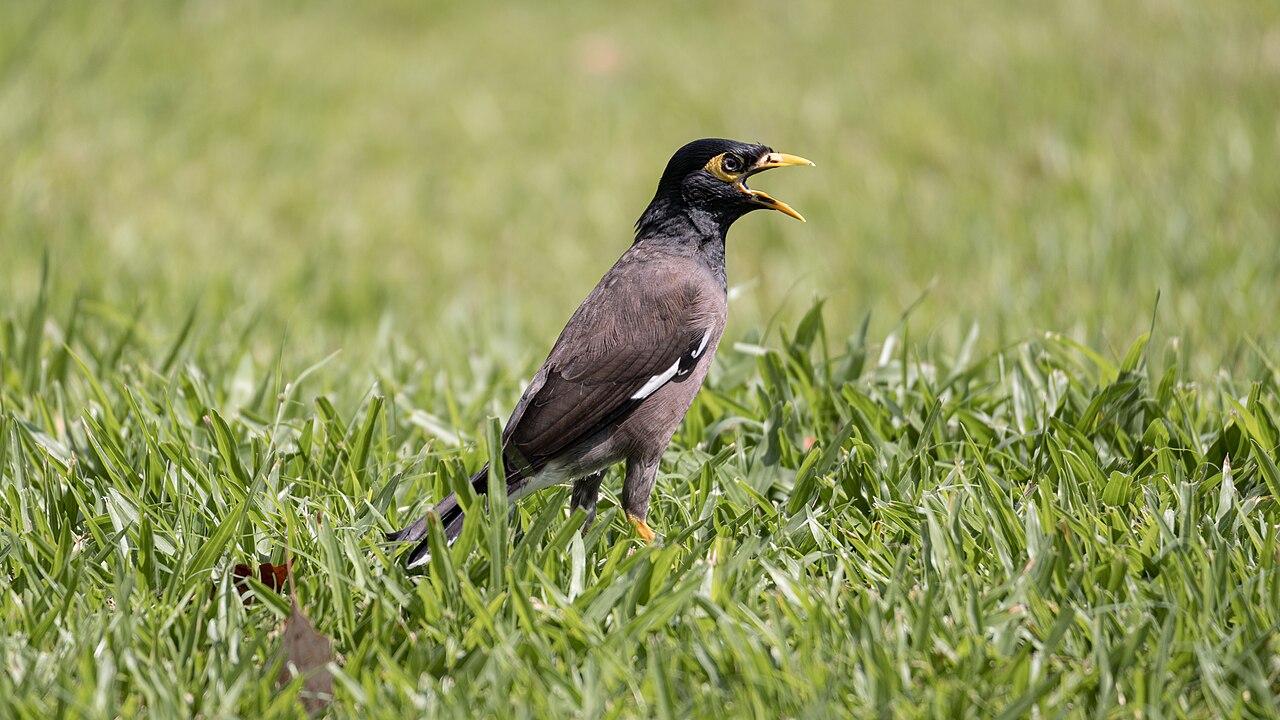 Common myna standing in grass