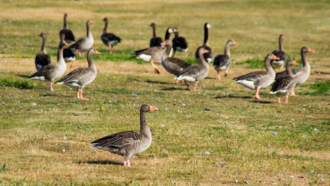 Flock of greylag geese standing on open grassland