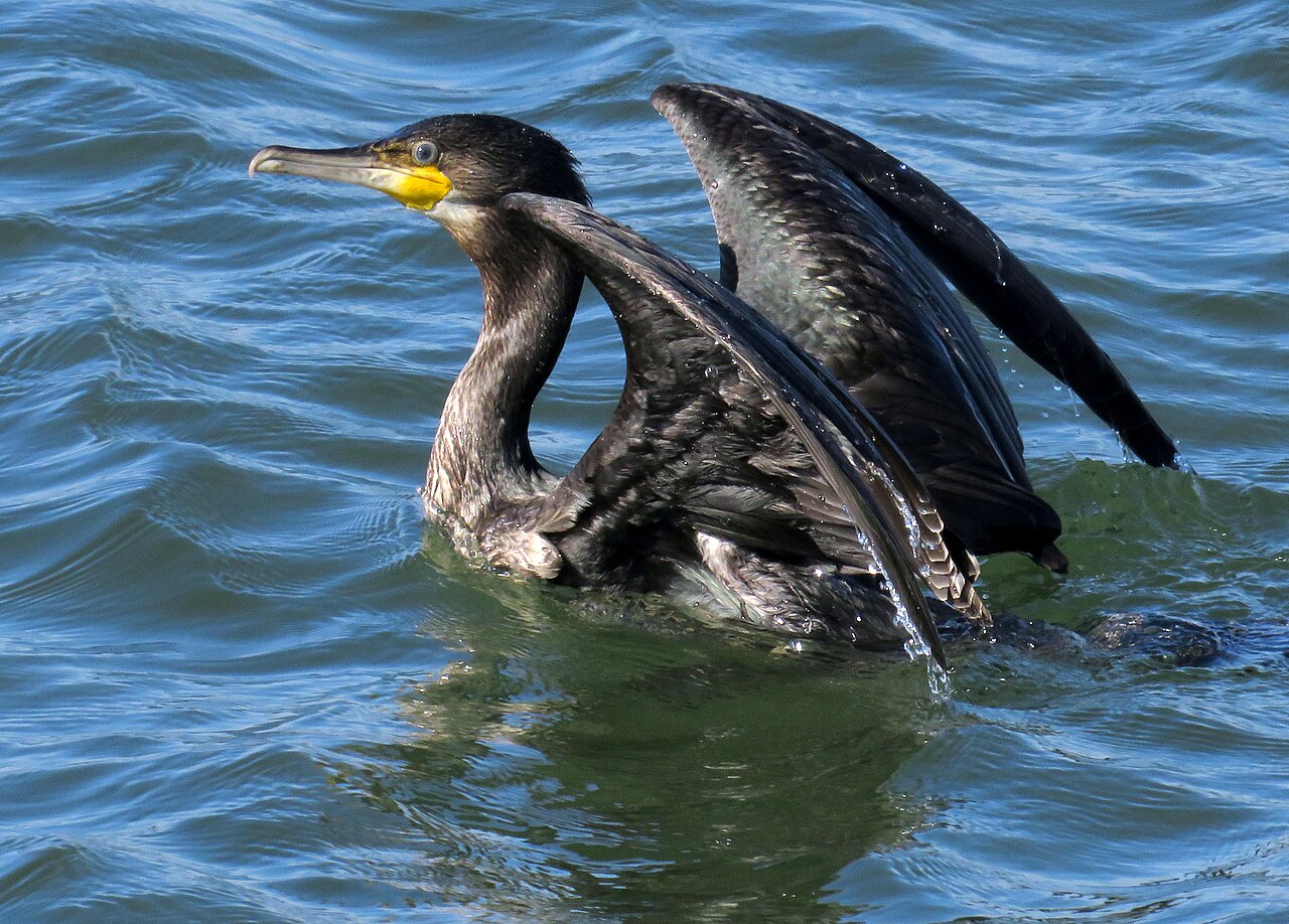 Great cormorant