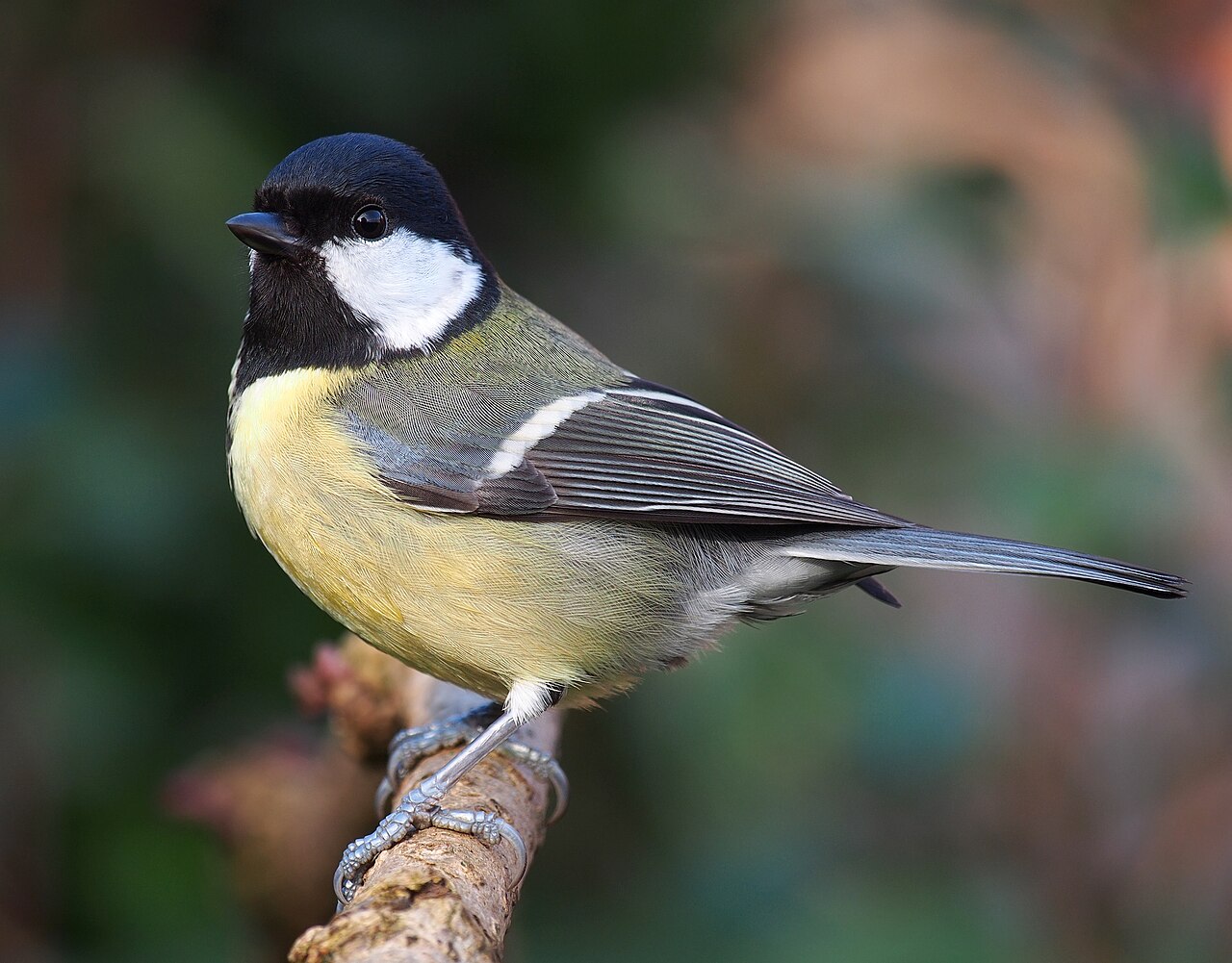 Great tit photographed in Lancashire, United Kingdom