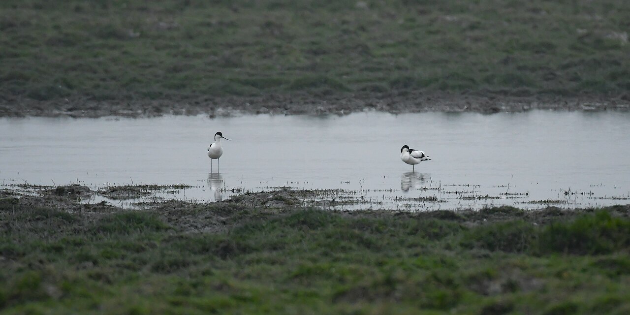 Two pied avocets standing in shallow wetland water