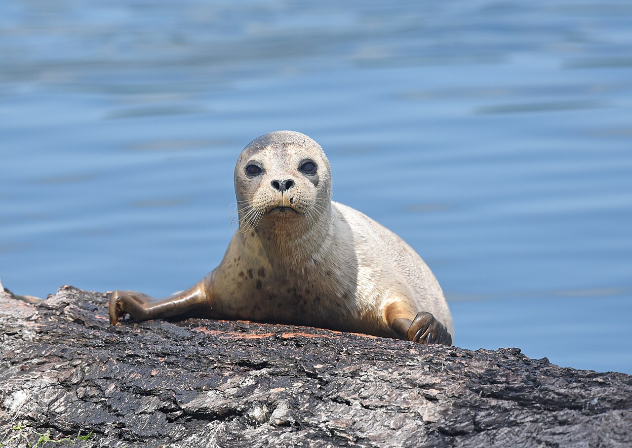 A harbour seal pup resting on a rock beside calm water in Puget Sound, Washington