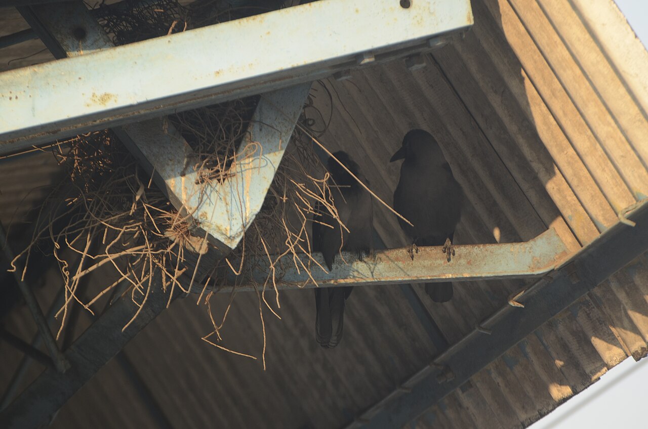 Wild house crow beside a nest in an urban structure