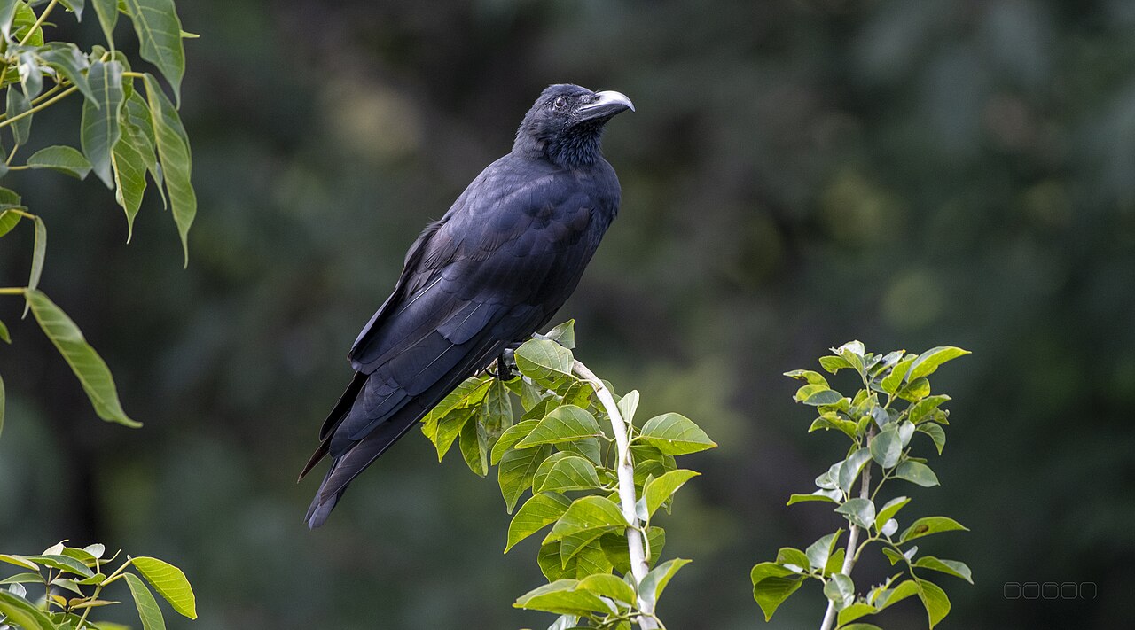 Indian form of large-billed crow perched on a branch