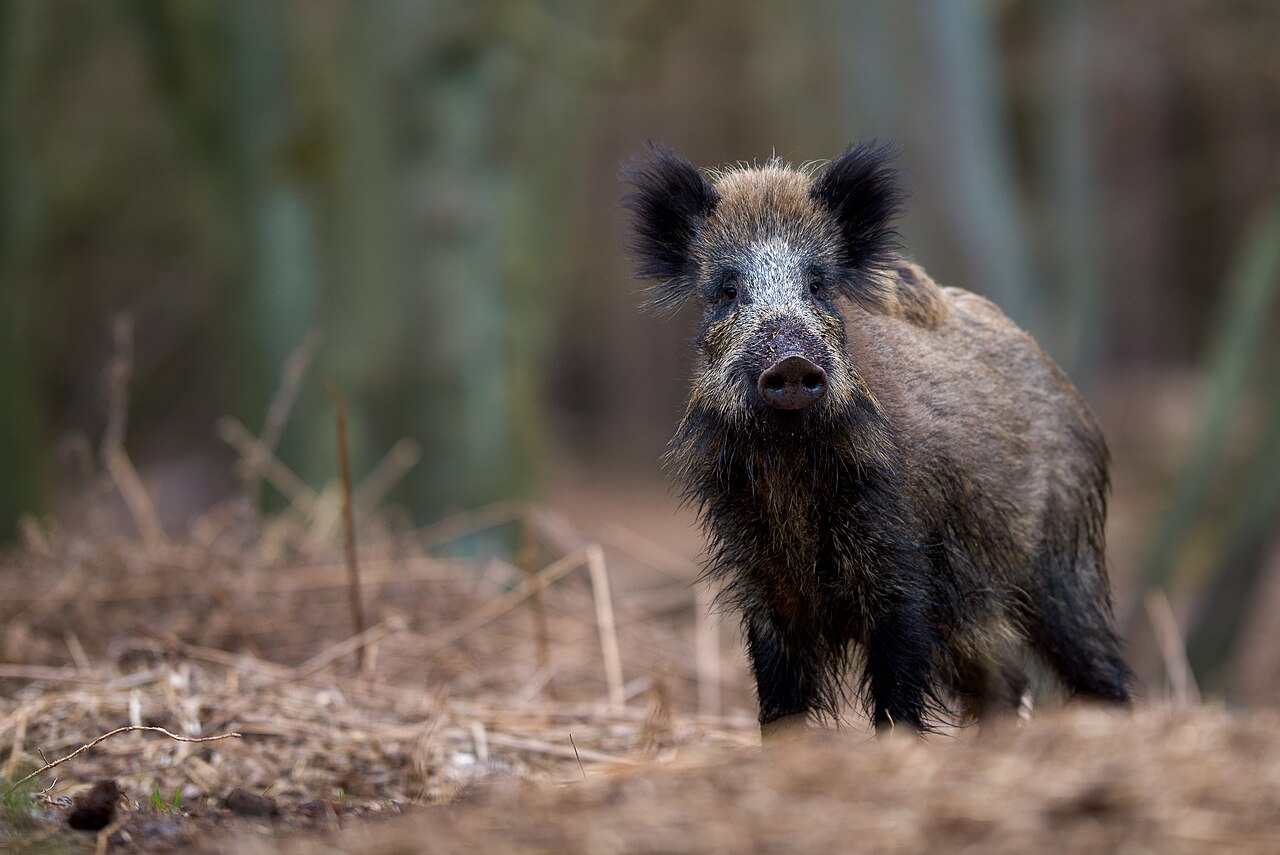 Young wild boar sow standing in a forest clearing in Germany