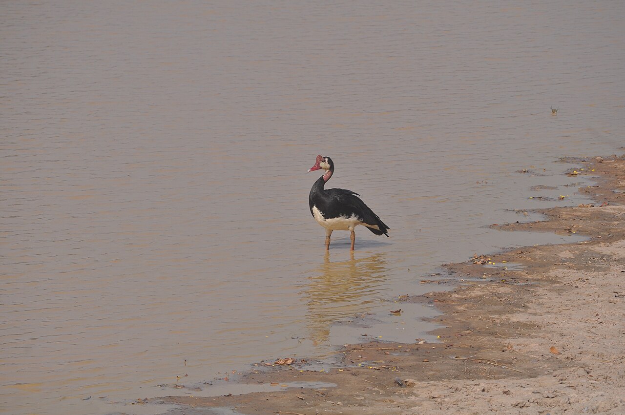 Spur-winged goose standing in shallow water in Pendjari National Park