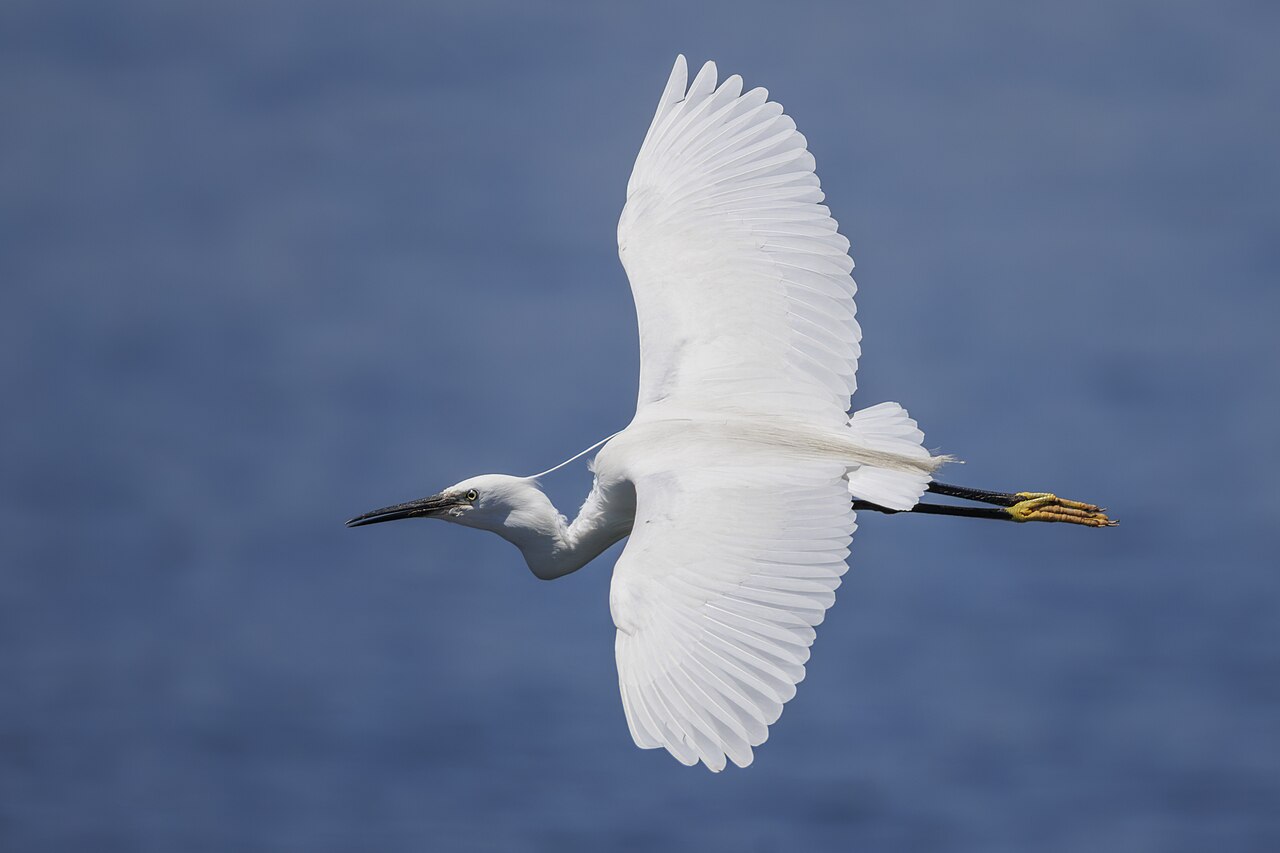 Little egret in flight with wings spread