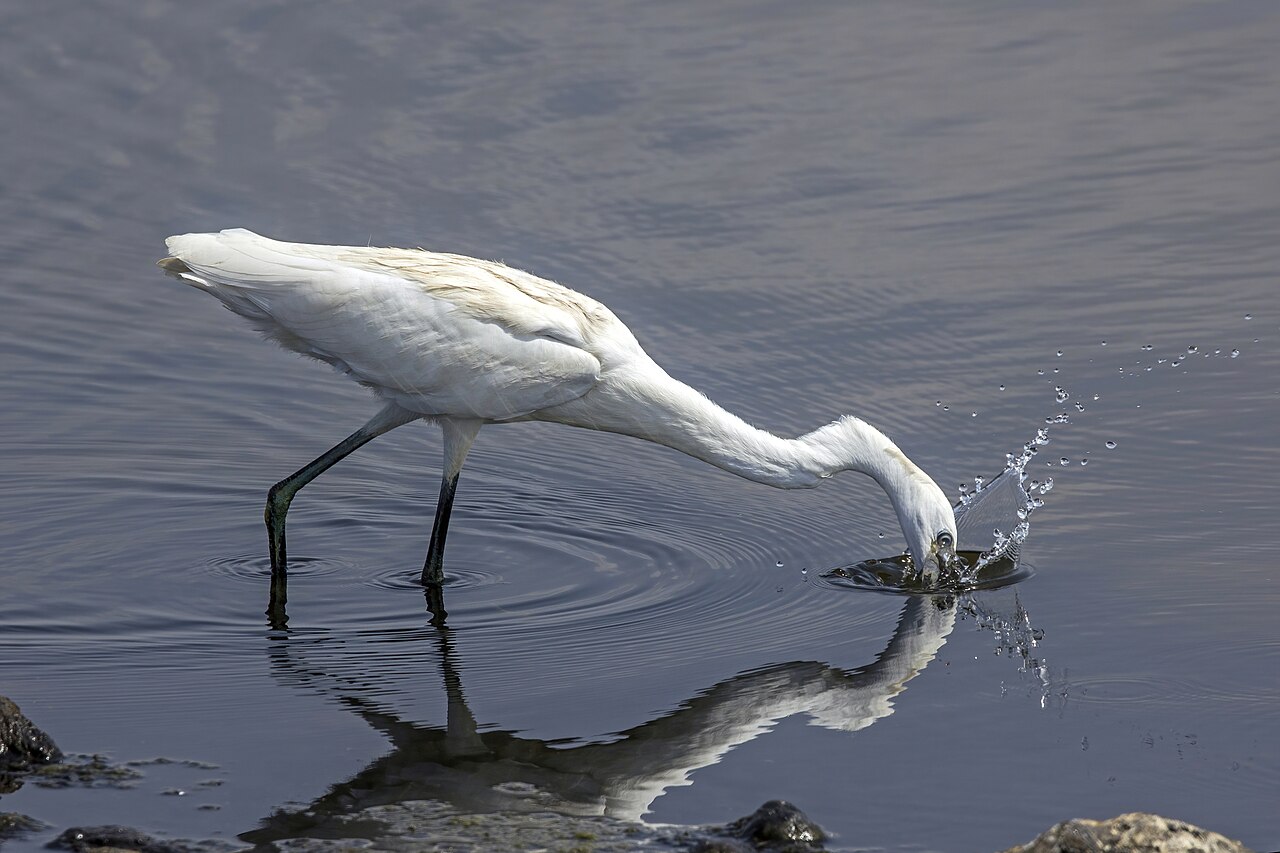 Little egret feeding in shallow water in Cyprus