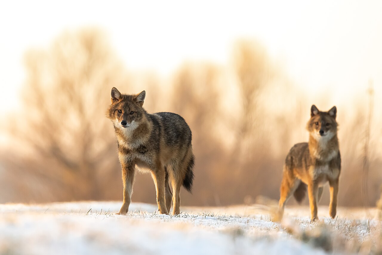 Two golden jackals standing in a snowy field in Serbia