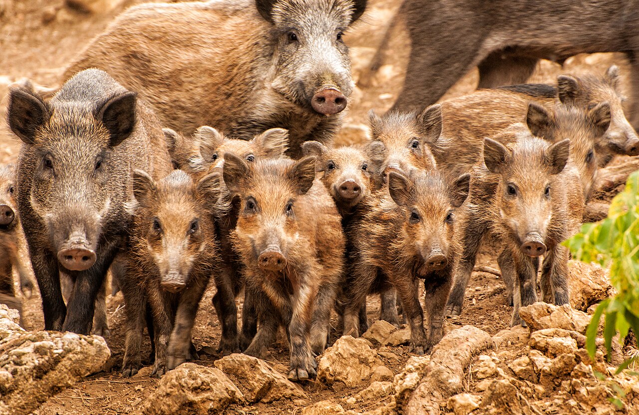 Wild boar herd with adults and piglets in Sierra de Cazorla, Spain