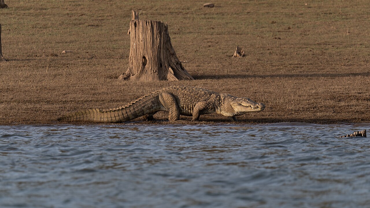 Wild mugger crocodile beside the water at Bhadra Reservoir in India