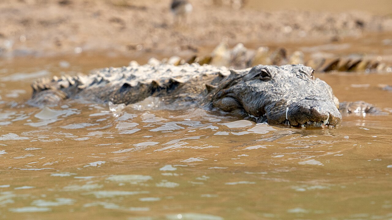 Wild mugger crocodile partly submerged in muddy river water in India