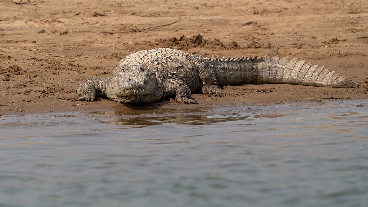 Wild mugger crocodile moving at the water's edge in India