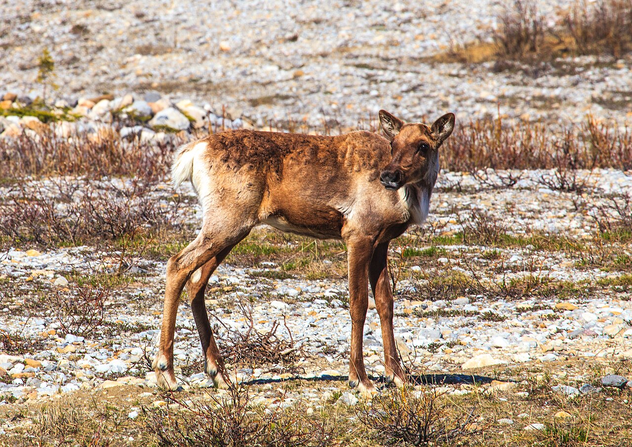 Woodland caribou standing in open rocky habitat in British Columbia with its head and full body clearly visible