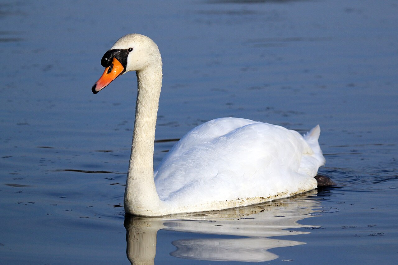 Mute swan swimming on open water