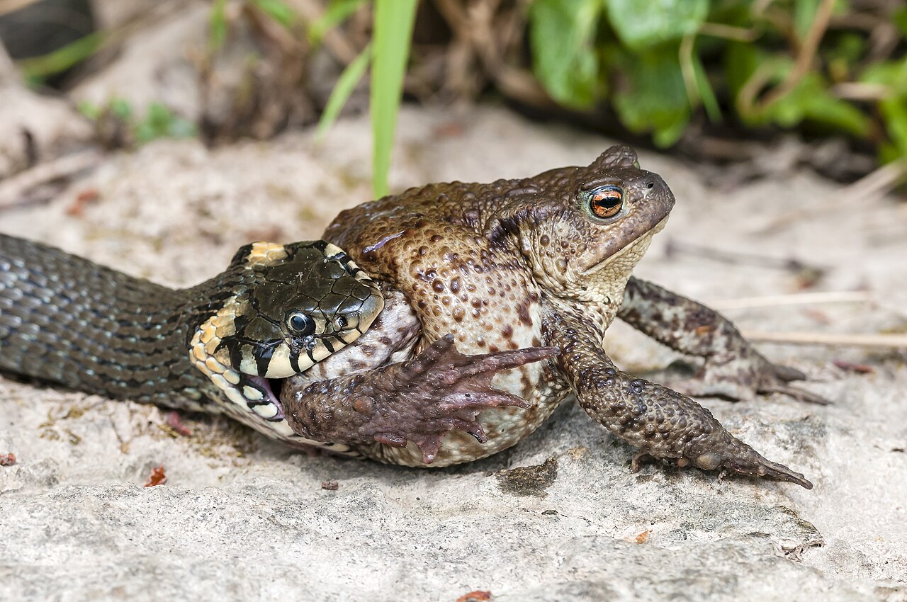 Grass snake holding a common toad as prey