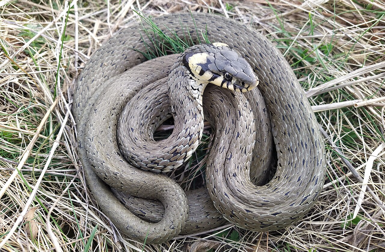 Grass snake coiled in dry grass in Sofia, Bulgaria