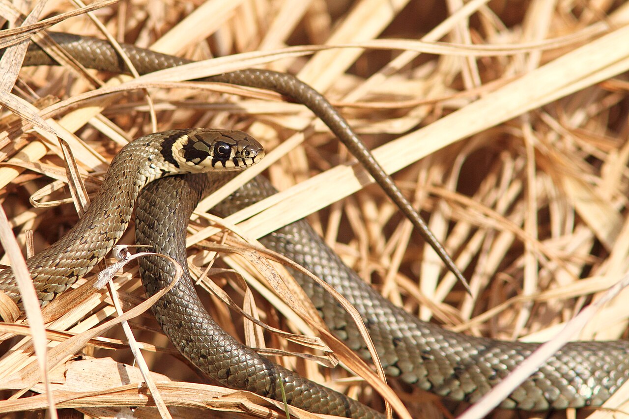 Grass snake coiled among dry reeds in Hungary