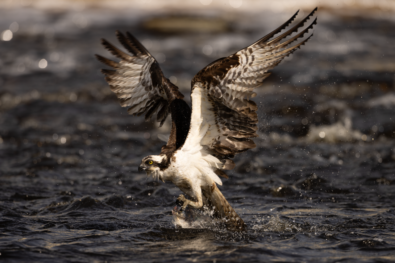 An osprey in flight carrying an American shad in its talons
